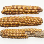 +++ New Blog Post on Europeana: “Corn: a versatile plant with a long history” +++