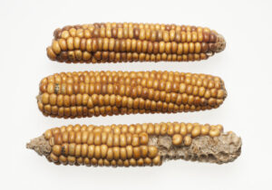 Read more about the article +++ New Blog Post on Europeana: “Corn: a versatile plant with a long history” +++