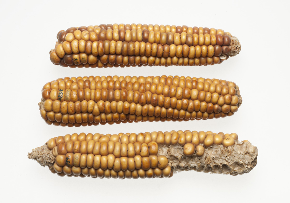 You are currently viewing +++ New Blog Post on Europeana: “Corn: a versatile plant with a long history” +++