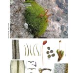 +++ New Blog Post on Europeana: “Moss – hidden pioneers and climate saviours with healing powers” +++