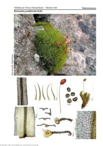 Read more about the article +++ New Blog Post on Europeana: “Moss – hidden pioneers and climate saviours with healing powers” +++