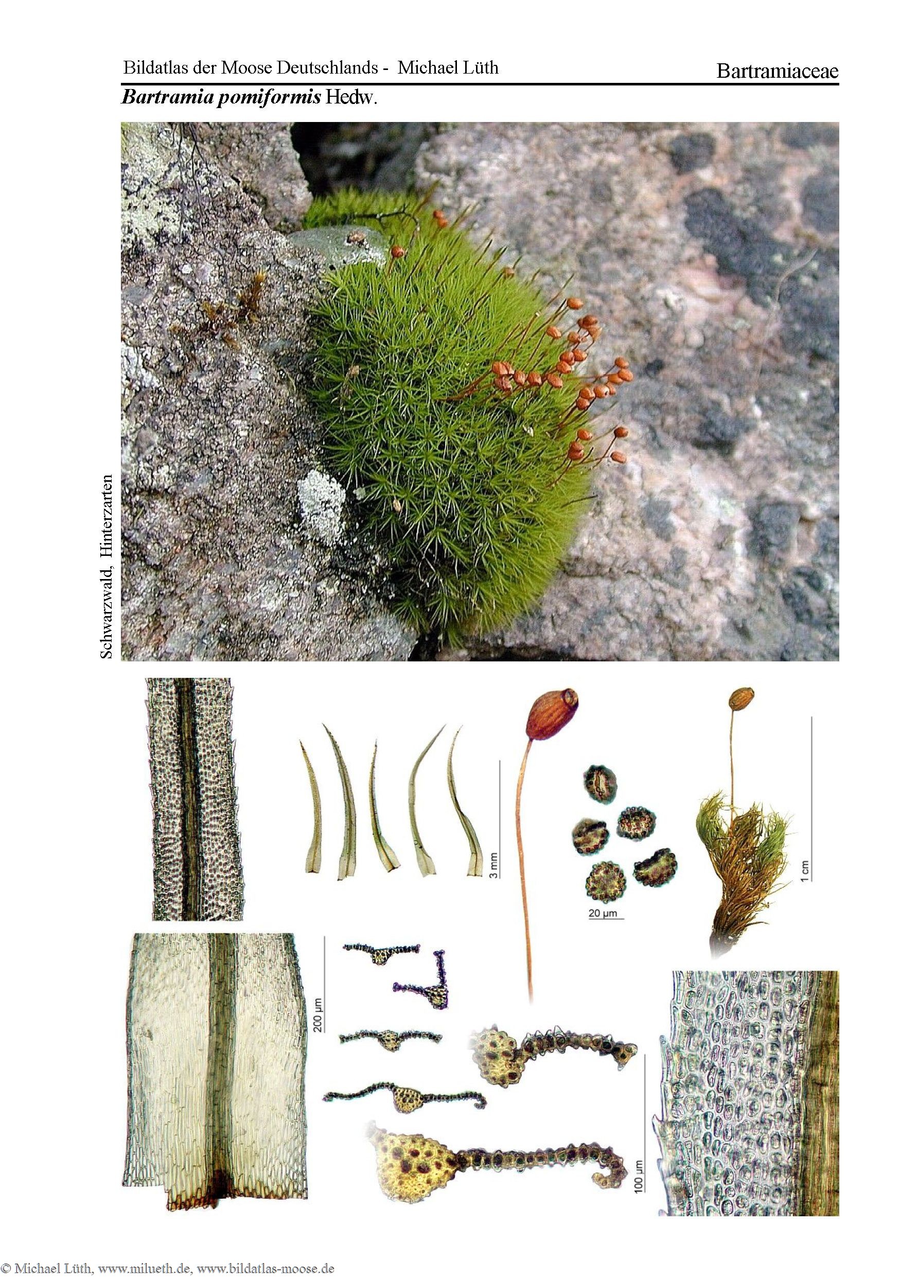 Read more about the article +++ New Blog Post on Europeana: “Moss – hidden pioneers and climate saviours with healing powers” +++