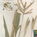 Corals, Corn and Moss blogs published