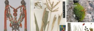 Read more about the article Corals, Corn and Moss blogs published